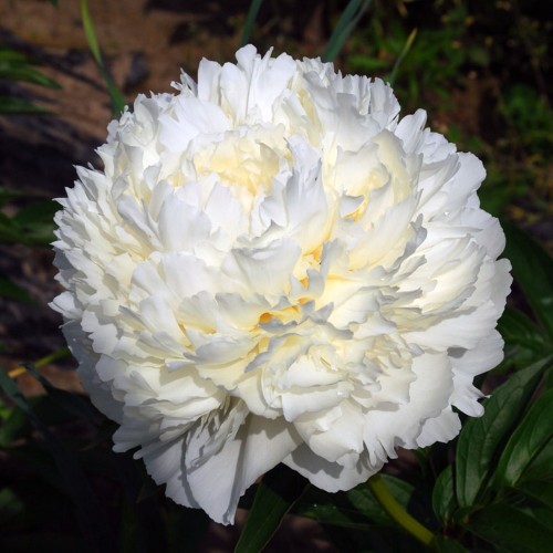 Paeonia lactiflora 'Bowl of Cream' - Valgeõieline pojeng 'Bowl of Cream'